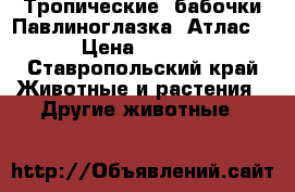 Тропические  бабочки Павлиноглазка  Атлас   › Цена ­ 4 000 - Ставропольский край Животные и растения » Другие животные   